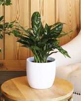 Aglaonema Maria plant